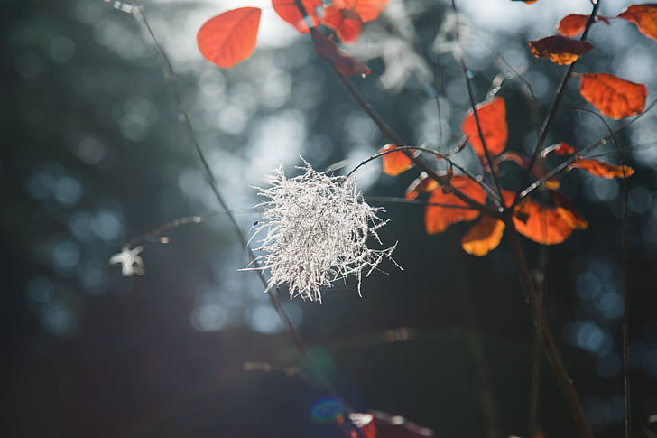 close up photograph of red leaf tree with white flower