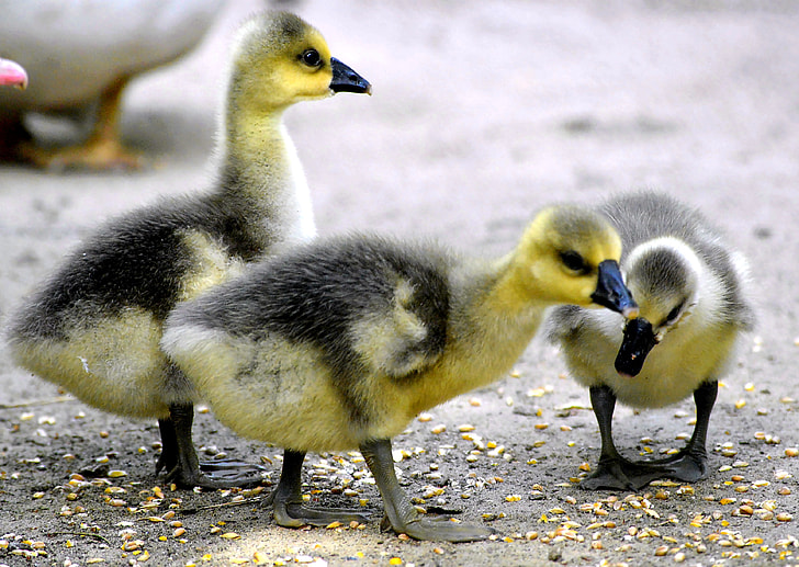 three yellow-and-gray ducklings