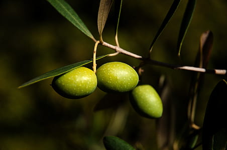 closeup photo of green fruit
