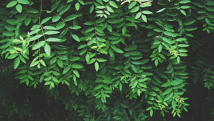 photo of green leaf plants
