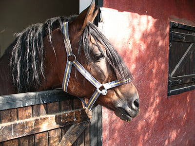 brown horse near red wallo