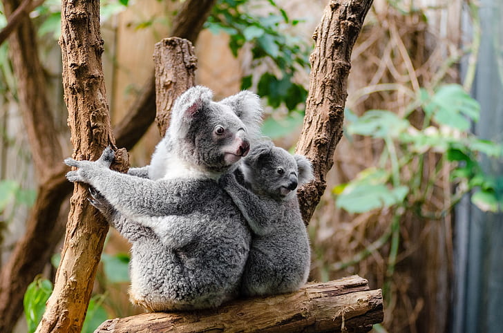 two koalas on wood branch