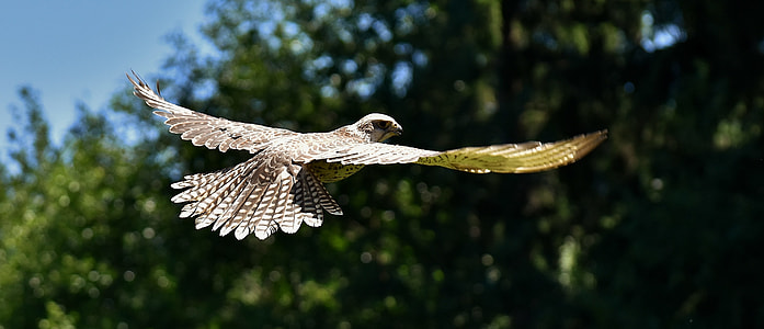 selective focus photography of flying falcon