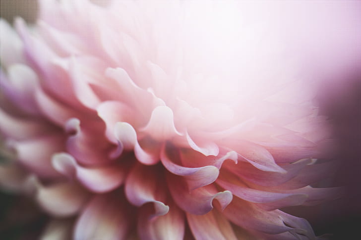 photography of pink dahlia