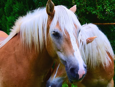 portrait photo of brown and white horse