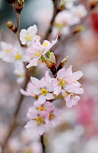 Closeup Photography Of Pink Cherry Blossoms