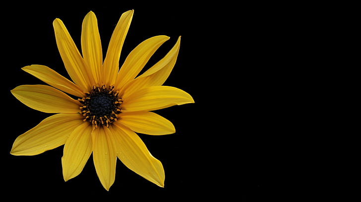 Royalty Free Photo Sunflower On Black Background Pickpik