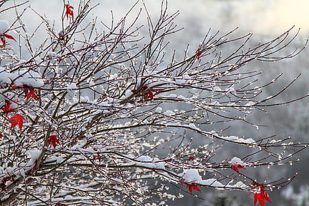 red maple leaves covered with snow