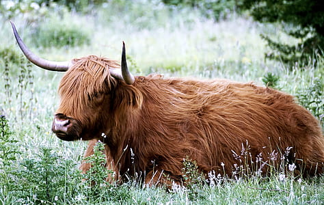 photo of brown yak on grass