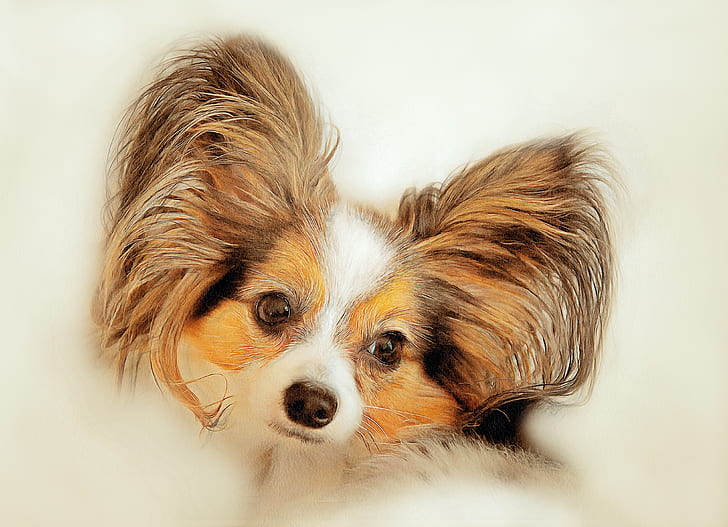 brown, white, and black papillon painting