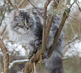 gray fur cat on brown wooden tree branch during daytime