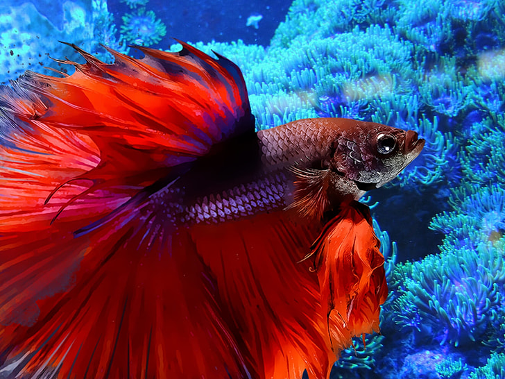 red and gray Siamese fighting fish