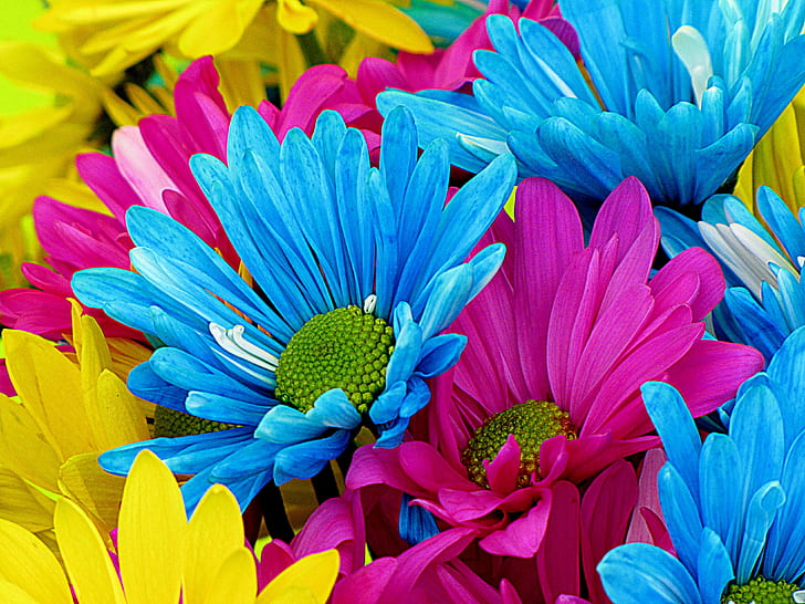 closeup photo of blue, pink, and yellow petaled flowers