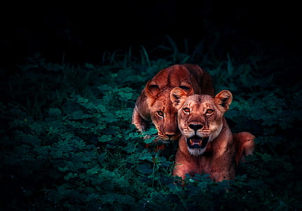 selective focus photography of two lions