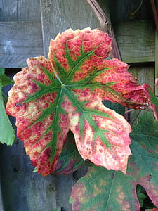 close-up photo of red and green leaf