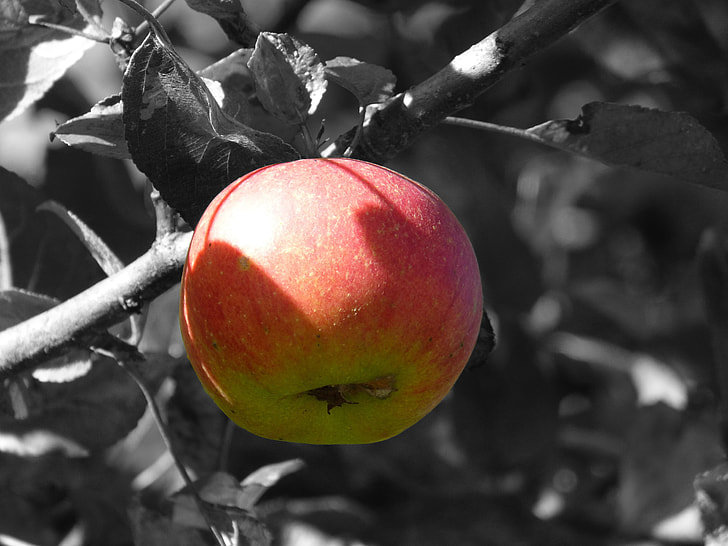 red and green apple fruit in selective color photography