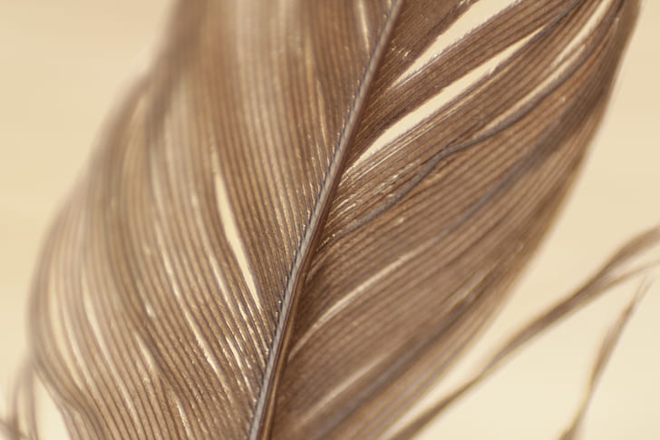 Close Up View Gray Feather
