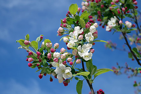 white and pink apple blossoms