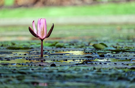 depth of field photograph of pink waterlily flower