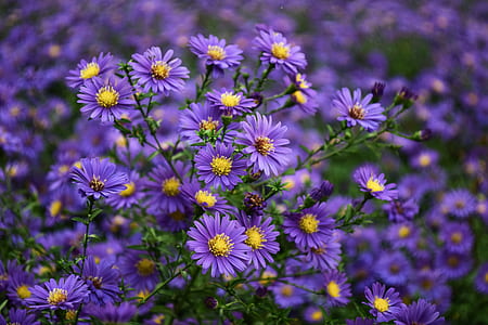 Purple and Yellow Flower