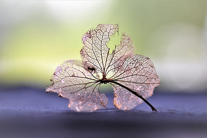 selective focus photography of dried leaf