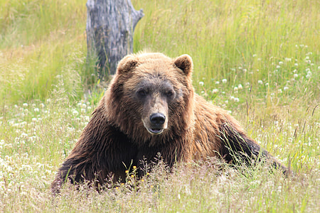 brown bear on green grass