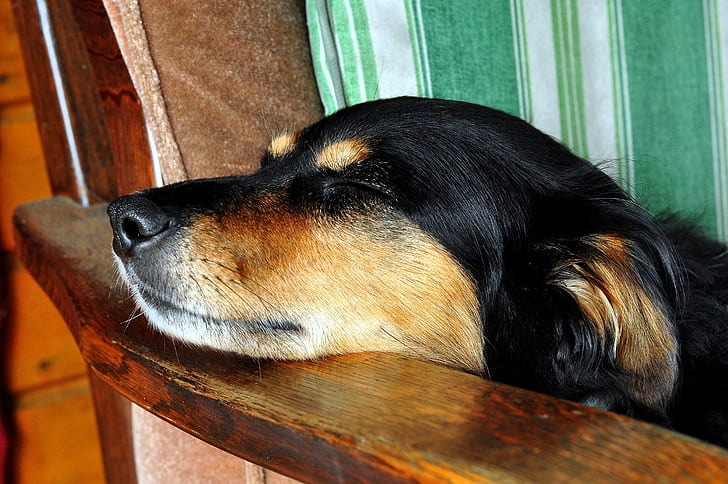 short-coated black and brown dog leaning on brown wooden armchair