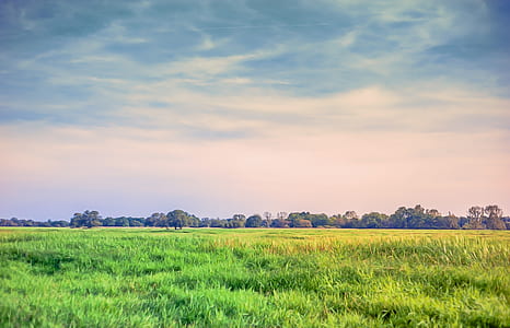 landscape photography of green leaves field