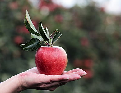 shallow focus photography of red apple on person hand