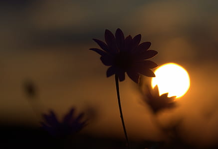 silhouette of flower against a sunset closeup photo