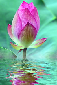 pink and green flower bud and water