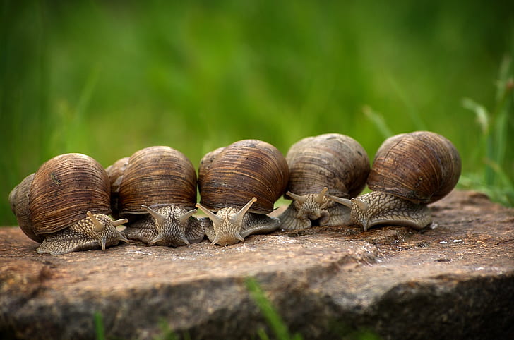 five brown snails