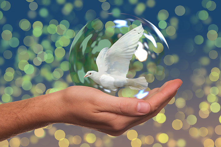 human hand with white dove in bubble