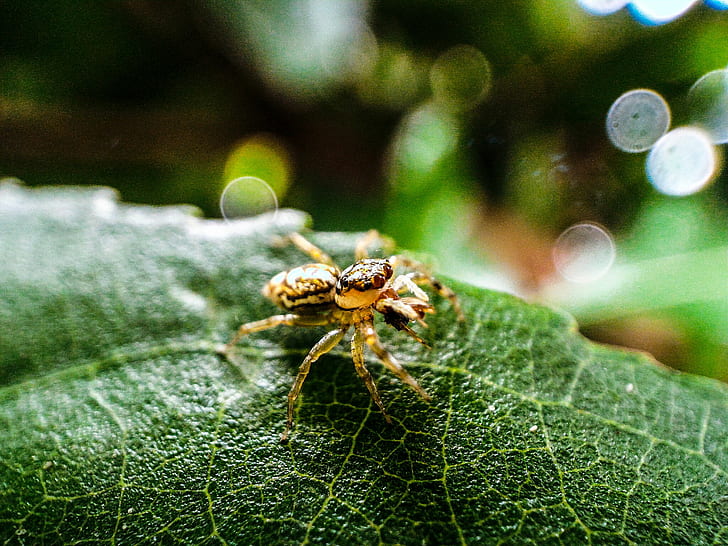 Macro Photography of Brown Jumping Spider on Green Leaf