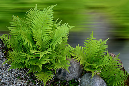 green fern plants near gray stones