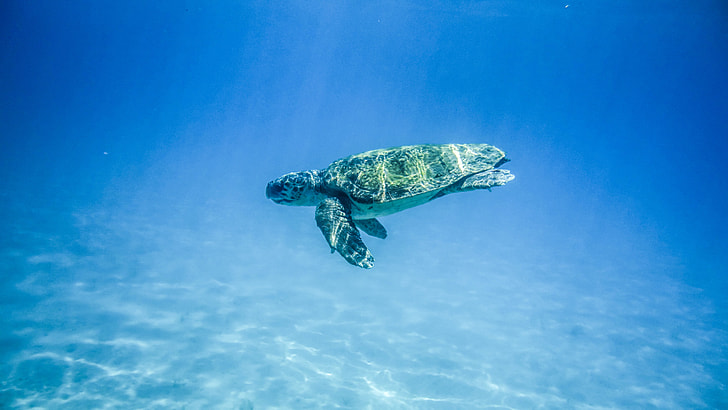 photography of green turtle underwater