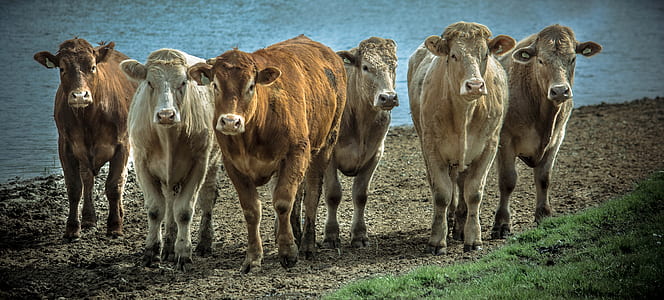 six brown and white cattle walking on field during daytime