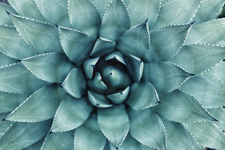 photo of green succulent plant