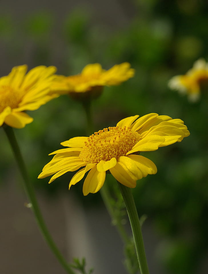 yellow petaled flower close-up photography