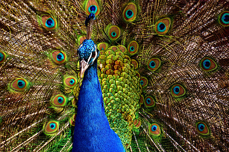 Wildlife photo of male peacock