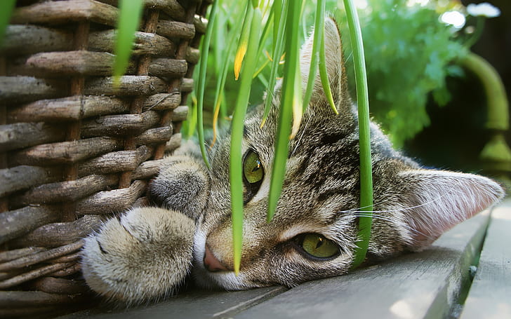close up photography of tabby cat near gray wicker basket during daytime
