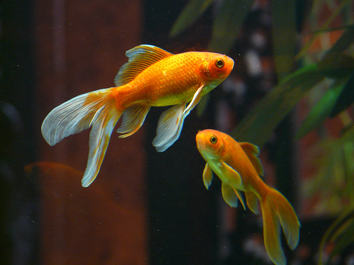 wildlife photography of two orange fish