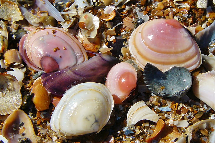 closeup photography of assorted seashells