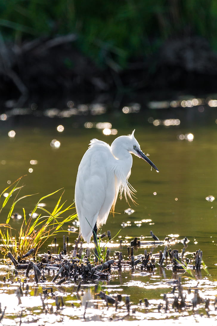 white long-beak bird on body of water in selective focus photography at daytime