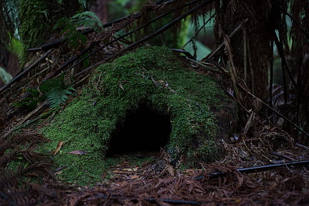 green and brown animal cave near trees