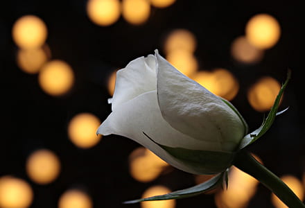 closeup photo of white rose