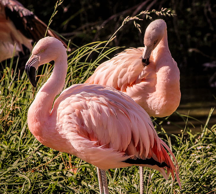 two pink flamingos surrounded with green grass at daytime
