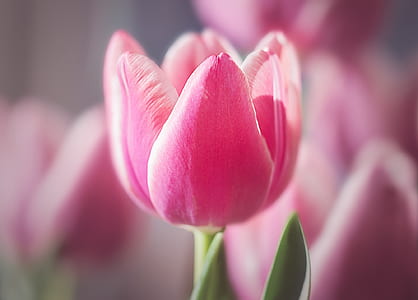 macro shot photography of pink tulip