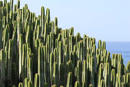photo of green cactus during daytime