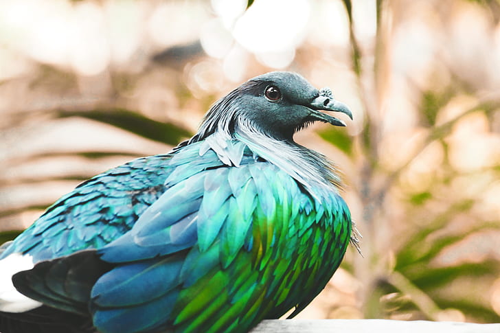 selective focus photography of green and blue pigeon